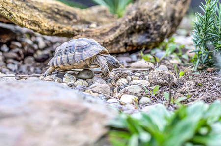 Turtle Testudo Marginata european landturtle closeup wildlifeの写真素材