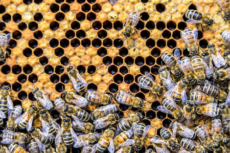 Honey bee beehive Wax Frame with hundrets of bees working