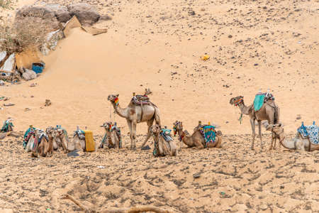 camels waiting for tour to the Nubian village the west bank of the River Nile in the Aswan regionの写真素材