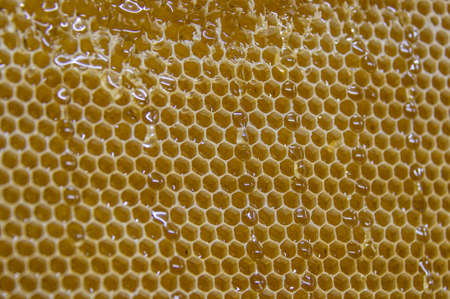 Glossy yellow golden honey comb sweet honeycomb drips flow during harvest background honeybee theme