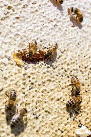 closeup of bees on honeycomb in apiary Honey bee selective focusの写真素材
