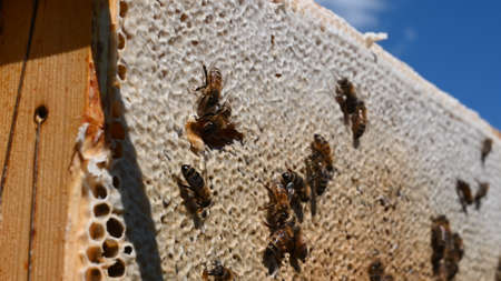 closeup of bees on honeycomb in apiary Honey bee selective focus