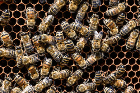 closeup of bees on honeycomb in apiary Honey bee selective focusの写真素材