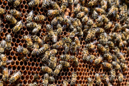 closeup of bees on honeycomb in apiary Honey bee selective focusの写真素材