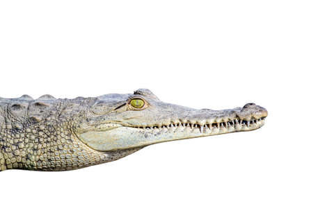 Caiman Crocodile resting at the riverbank of the Sierpe Mangrove national Park in Costa Rica wildlifeの写真素材