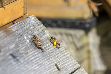 Close up of flying honey bees into beehive apiary Working bees collecting yellow pollen.