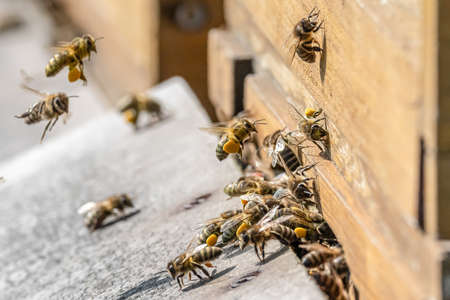 Close up of flying honey bees into beehive apiary Working bees collecting yellow pollen.の写真素材