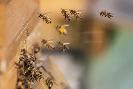Close up of flying honey bees into beehive apiary Working bees collecting yellow pollen