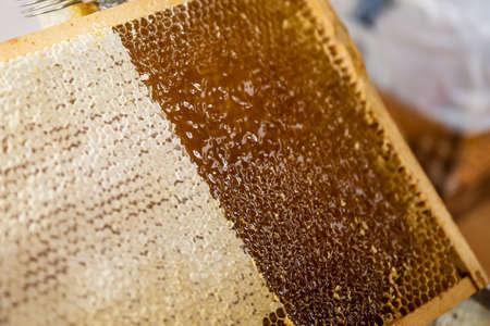 Honeycomb open unwaxing fork beekeeper uncapped for harvest golden delicious honey closeup