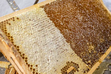 Honeycomb open unwaxing fork beekeeper uncapped for harvest golden delicious honey closeup