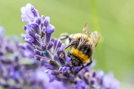Bumblebee on a Blooming purple lavender flower and green grass in meadows or fields Blurry natural...