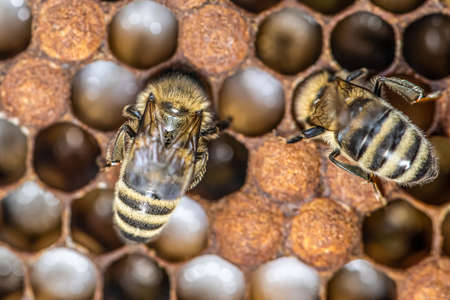 Honey bee beehive Wax Frame with bees breed, eggs and worms next generation.