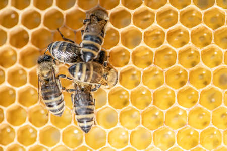 closeup macro of bees on wax frame honeycomb in apiary Honey bee hive with selective focus.の写真素材