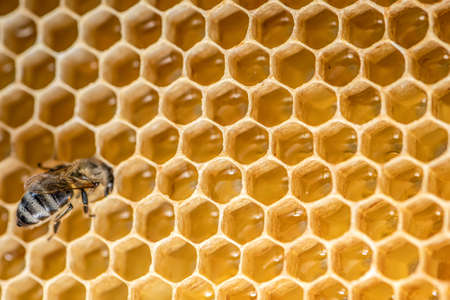 closeup macro of bees on wax frame honeycomb in apiary Honey bee hive with selective focus.