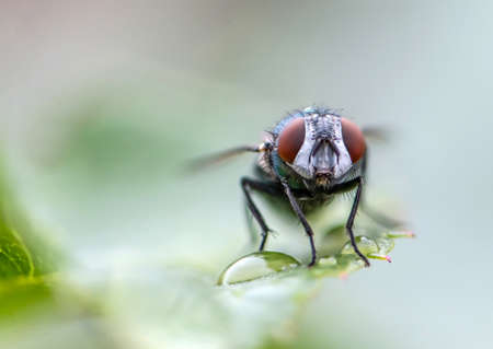 house fly in extreme close up sitting on green leaf. Picture taken before grey background.