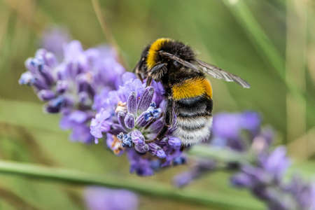 Bumblebee on a Blooming purple lavender flower and green grass in meadows or fields Blurry natural background Soft focusの写真素材