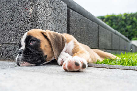 8 weeks young purebred golden puppy german boxer dog sleeping in green grasの写真素材