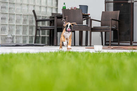 8 weeks young purebred golden german boxer dog puppy running and junpingの写真素材