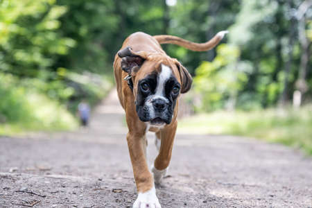 8 weeks young purebred golden german boxer dog puppy running and junpingの写真素材