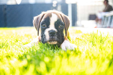 8 weeks young purebred golden puppy german boxer dog lying in green grasの写真素材
