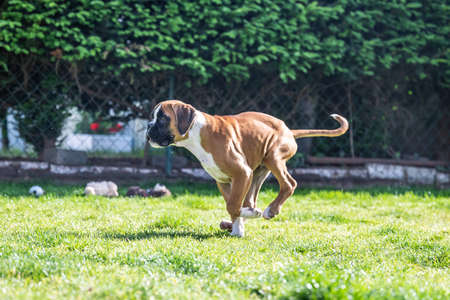8 weeks young purebred golden german boxer dog puppy running and junpingの写真素材