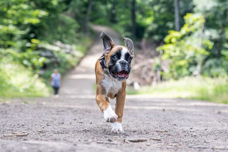 8 weeks young purebred golden german boxer dog puppy running and junpingの写真素材