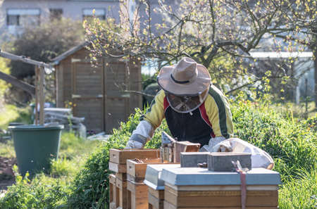 Beekeeper making fresh golden honey working outdoor with bees