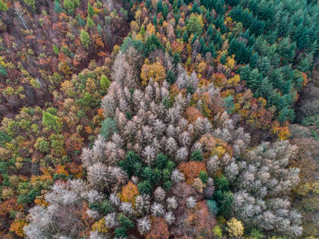Aerial view green, orange and red autumn forest, with bark beatle infected dead trees different colors germanyの写真素材
