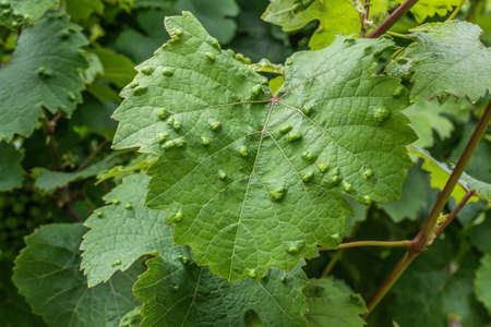 sick Leaves Wine plant infected at the german Wine Region Moselle Riverの写真素材