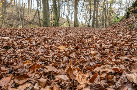 brown autumn leaves fall winter season background close up pattern