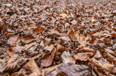 brown autumn leaves fall winter season background close up pattern