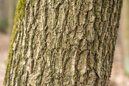 Bark of old tree Seamless bark background texture Natural