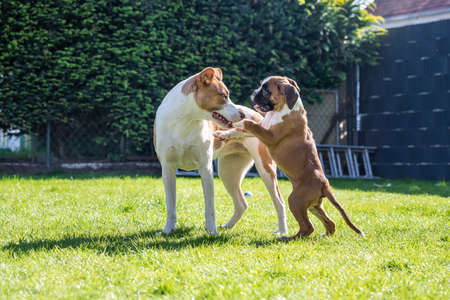 German Boxer dog and a mix dog playing together on the green grass in the garden