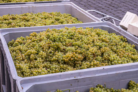 white Wine grapes harvest Region Moselle River Winningen Germanyの写真素材