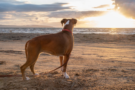a german boxer dog sitting on the seashore. silhouette of a dog during sunsetの写真素材