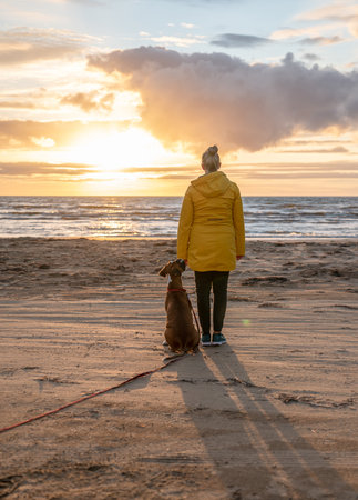 a german boxer dog sitting on the seashore during sunset with owner blonde girl team partner friend sweden melbystrandの写真素材