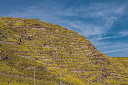 Famous German Wine Region Moselle River Lay and Guels village Autumn Fall colorsの写真素材