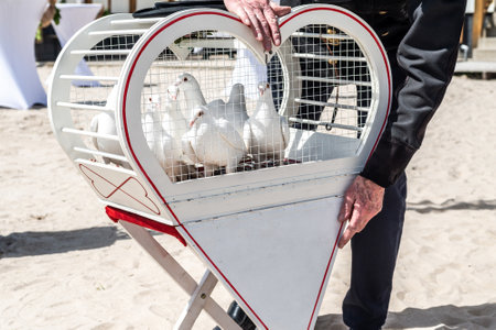 wedding releasing white doves on a sunny day in a cageの写真素材