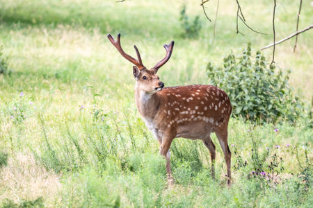 Wildlife Deer Fawn in german Reh, Kitz or Rehkitz Capreolus capreolus close up walking in the grasの写真素材