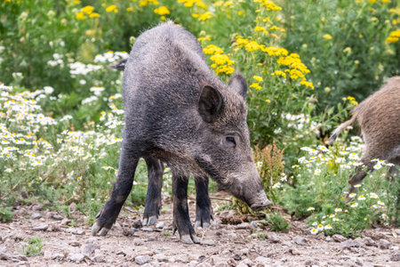 Wild boars feeding on green grain field in summer. Wild pig hiding in agricultural country copy spaceの写真素材