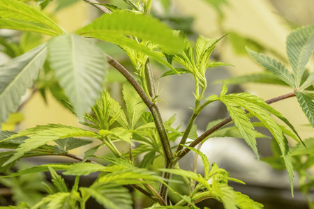 Medical Cannabis Sativa plants growing indoors Lab system legal light drugs medication medicine...