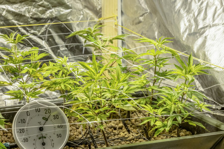 SoG Sea of Green net hemp cultivation technique Growing pot in growtent indoor Vegetative stage...