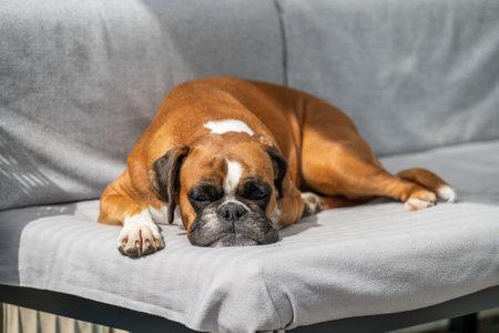 funny face 3 year old purebred boxer dog closeup sleeping at the couchの写真素材