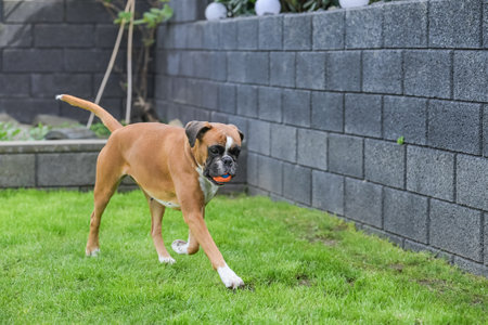 3 years old purebred boxer dog puppy jumping playing with a ballの写真素材