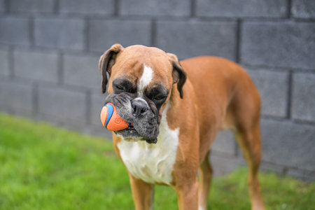 3 years old purebred golden german boxer dog puppy jumping playing with a ballの写真素材