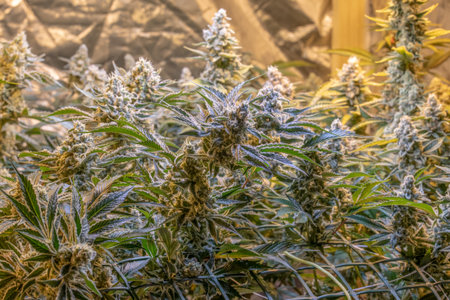 female blossom marijuana SoG Sea of Green net hemp cultivation technique Growing pot indoor bloom...