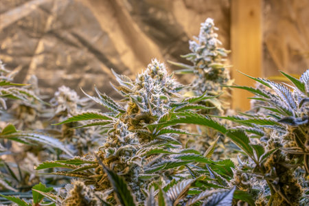 female blossom marijuana SoG Sea of Green net hemp cultivation technique Growing pot indoor bloom stage growth Medicalの写真素材