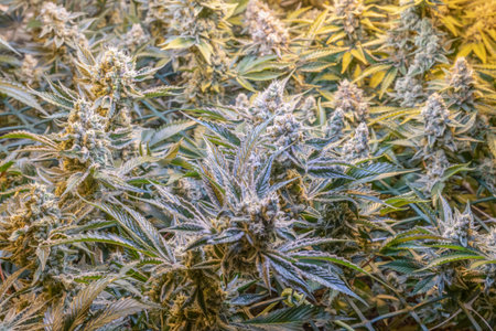female blossom marijuana SoG Sea of Green net hemp cultivation technique Growing pot indoor bloom...