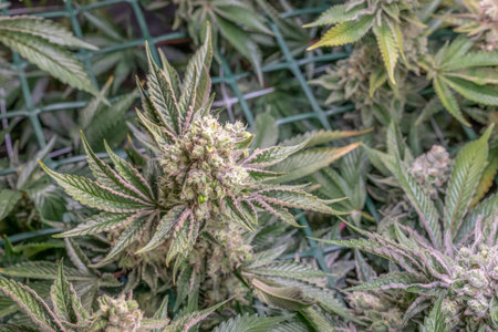 female blossom marijuana SoG Sea of Green net hemp cultivation technique Growing pot indoor bloom...