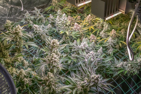 female blossom marijuana SoG Sea of Green net hemp cultivation technique Growing pot indoor bloom...